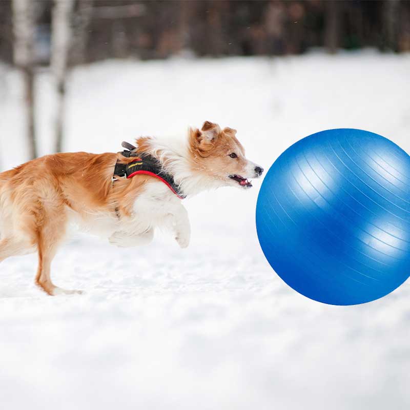 dog herding ball